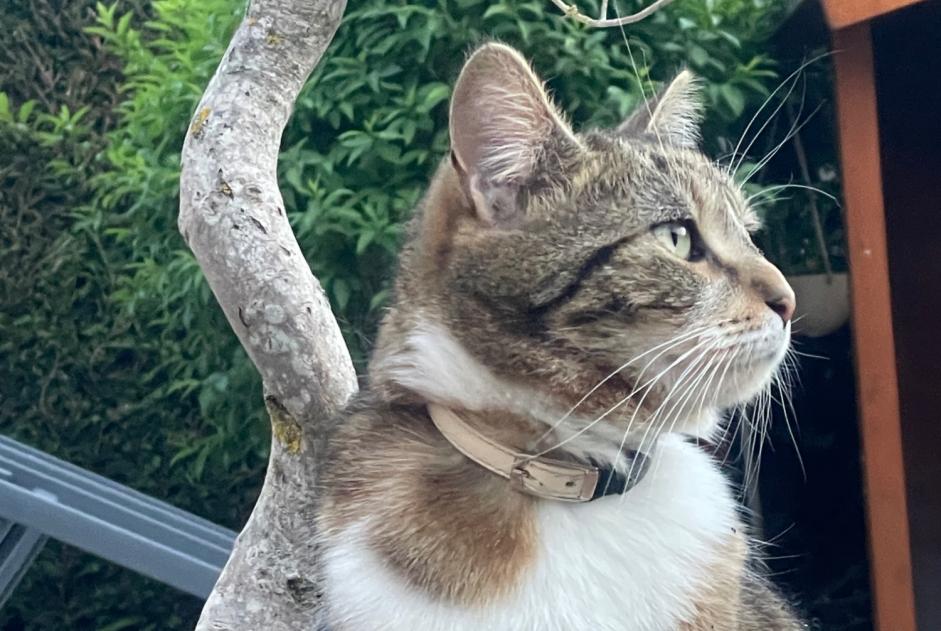 Vermisstmeldung Katze rassenmischung  Weiblich , 4 jahre Les Clayes-sous-Bois Frankreich