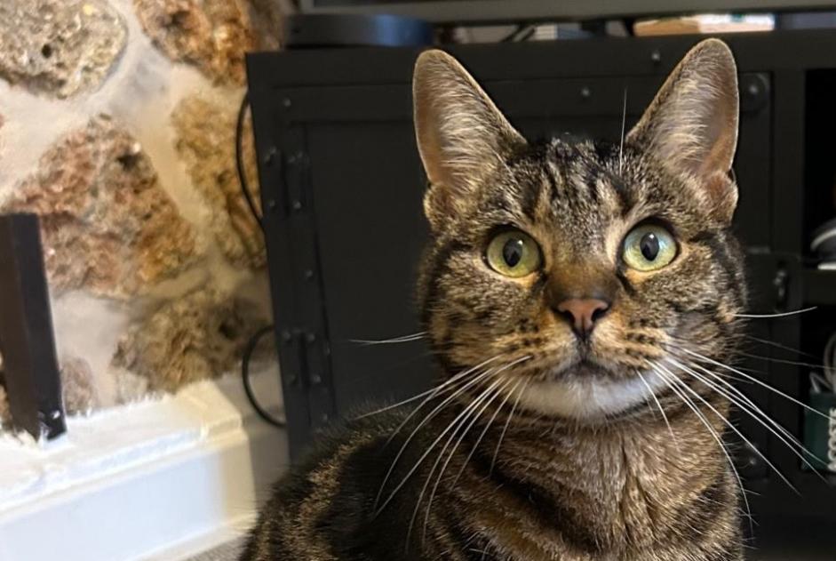 Vermisstmeldung Katze Weiblich , 10 jahre Hardricourt Frankreich