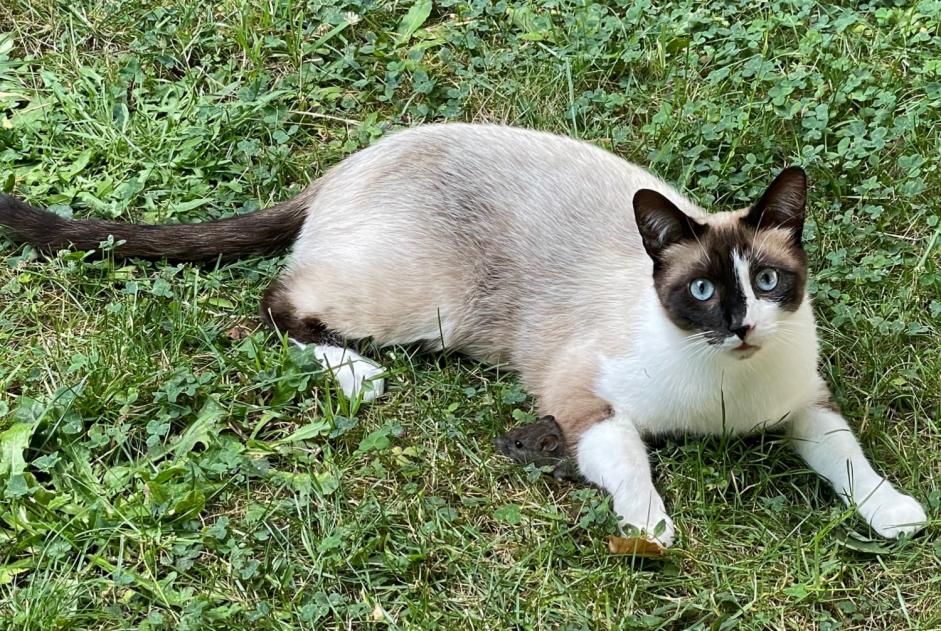 Vermisstmeldung Katze rassenmischung  Männliche , 5 jahre Villennes-sur-Seine Frankreich