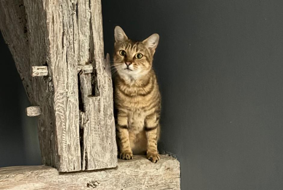Disappearance alert Cat Female , 2 years Saint-Illiers-la-Ville France