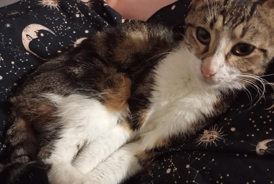 Alerta de Hallazgo Gato Macho Carrières-sur-Seine Francia