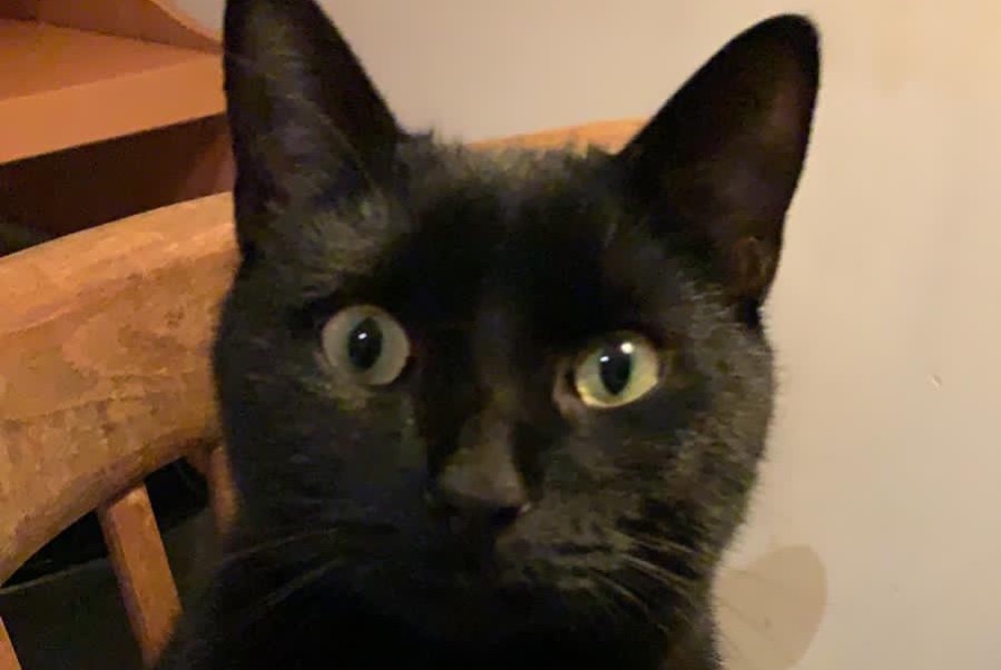 chat disparu 24h