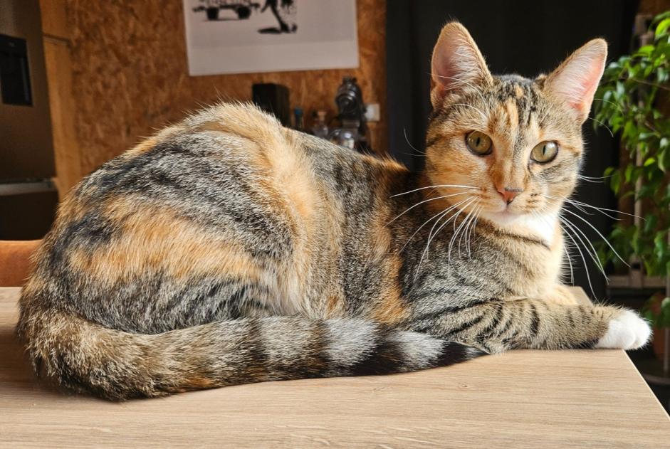 Alerte Disparition Chat croisement  Femelle , 2 ans Le Pecq France