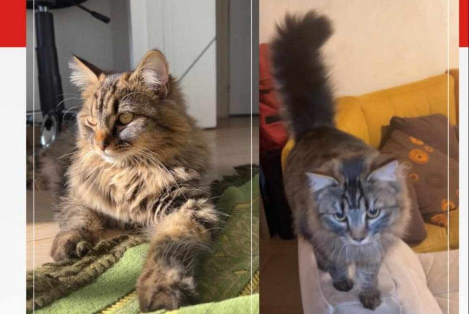Alerte Disparition Chat  Femelle , 1 ans Triel-sur-Seine France
