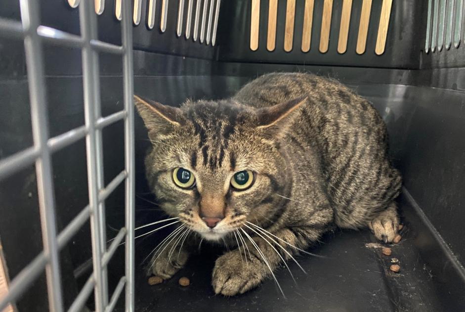 Alerte Découverte Chat  Mâle , 2 ans Poissy France