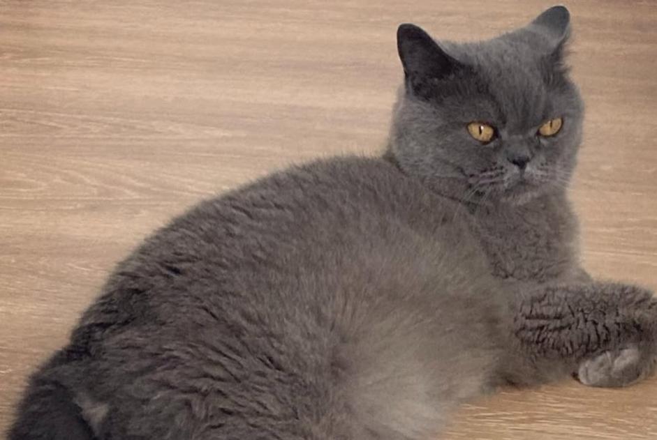 Alerte Disparition Chat Mâle , 8 ans Saint-Germain-en-Laye France Alerte Disparition Chat Mâle , 8 ans Saint-Germain-en-Laye France