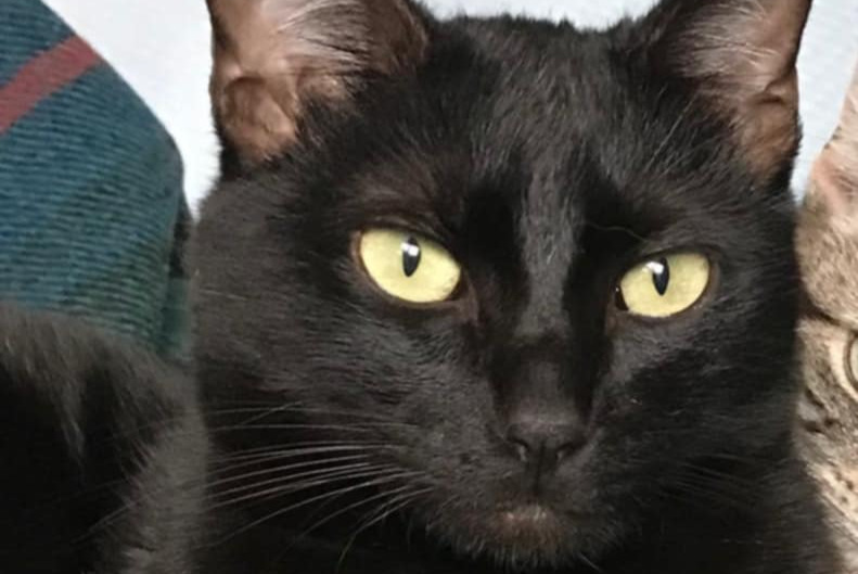 Alerte Disparition Chat Mâle , 2 ans Sartrouville France Alerte Disparition Chat Mâle , 2 ans Sartrouville France