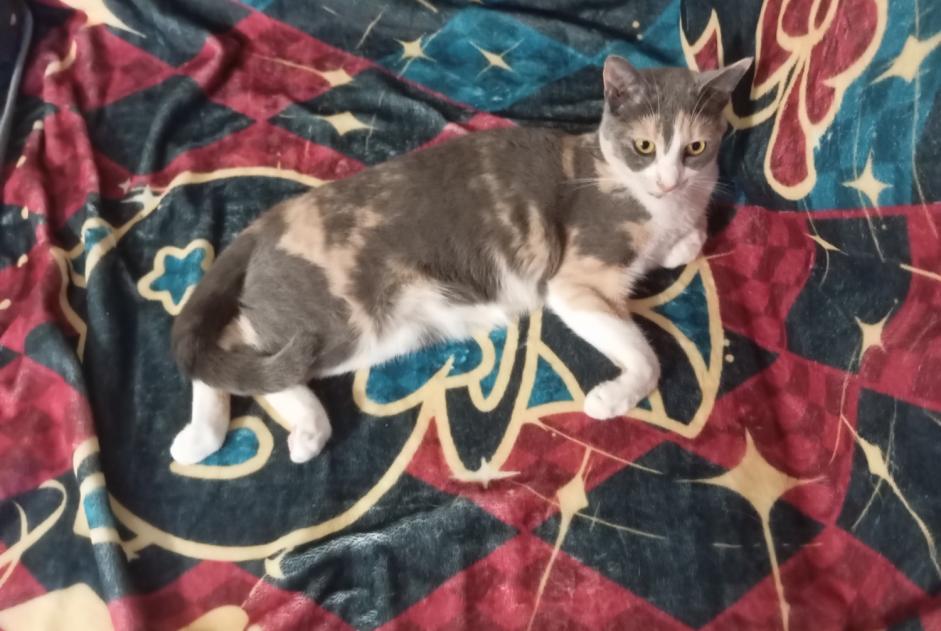 Alerte Disparition Chat  Femelle , 1 ans Carrières-sur-Seine France