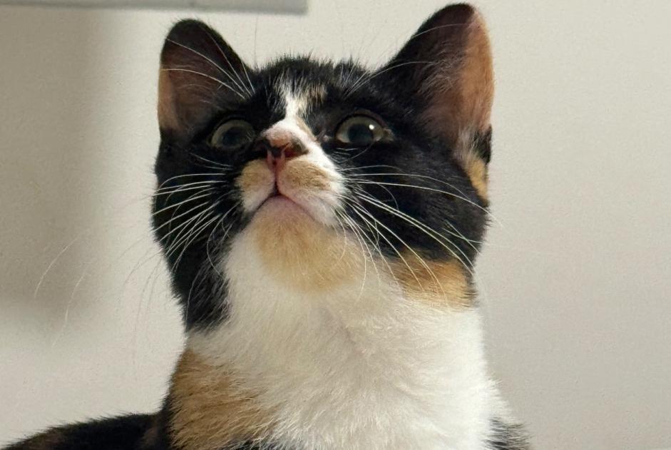 Alerte Disparition Chat Femelle , 1 ans Plaisir France