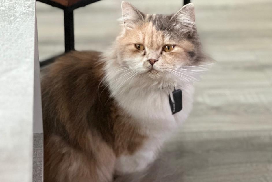 Alerte Disparition Chat  Femelle , 2 ans Sartrouville France