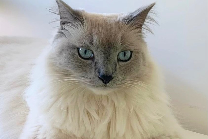 Alerte Disparition Chat  Mâle , 4 ans Paray-Douaville France