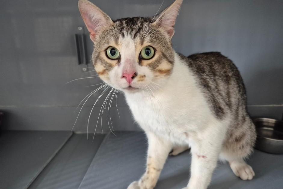 Alerte Découverte Chat  Mâle , 1 année Poissy France