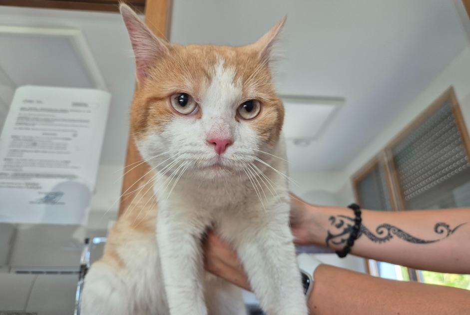Alerte Découverte Chat  Mâle , 2 ans Poissy France