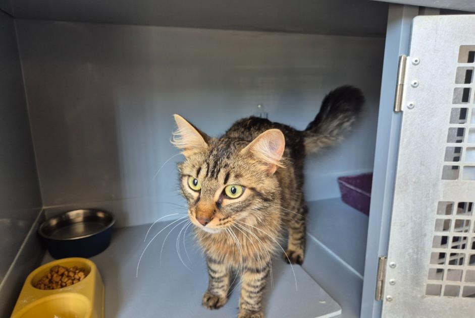 Alerte Découverte Chat  Mâle , 1 année Mareil-Marly France