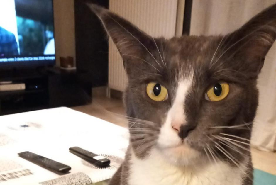 Alerte Disparition Chat Femelle , 4 ans Chatou France