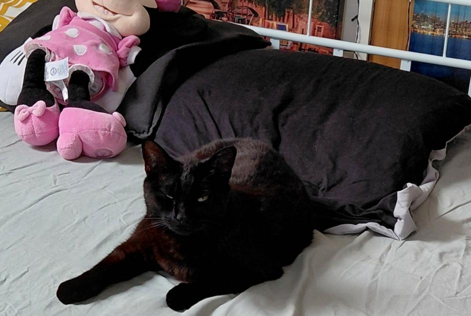 Alerte Disparition Chat Femelle , 4 ans Bouafle France Alerte Disparition Chat Femelle , 4 ans Bouafle France