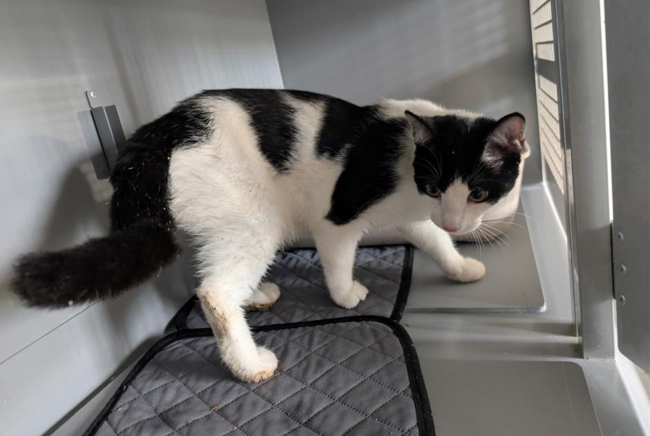Alerte Découverte Chat Mâle , 1 année Poissy France