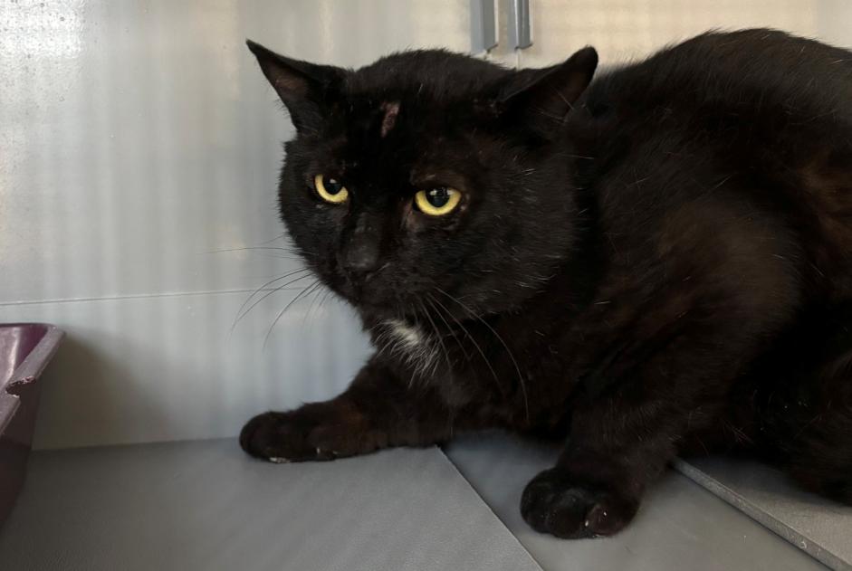 Avviso Ritrovamento Gatto Maschio , 4 anni Saint-Nom-la-Bretèche Francia Avviso Ritrovamento Gatto Maschio , 4 anni Saint-Nom-la-Bretèche Francia