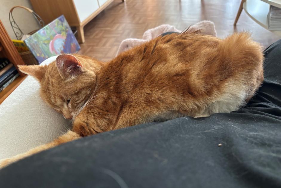 Avviso scomparsa Gatto Maschio , 18 anni Poissy Francia