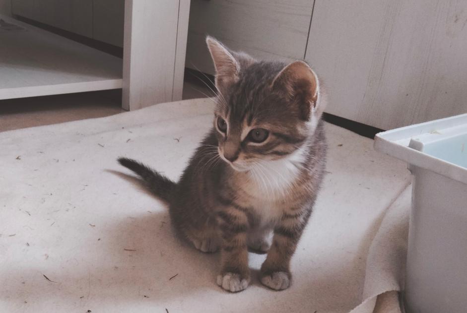 Ontdekkingsalarm Kat Onbekend Porcheville Frankrijk Ontdekkingsalarm Kat Onbekend Porcheville Frankrijk