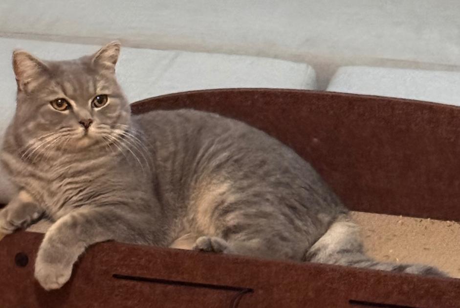 Verdwijningsalarm Kat  Mannetje , 1 jaar Sartrouville Frankrijk