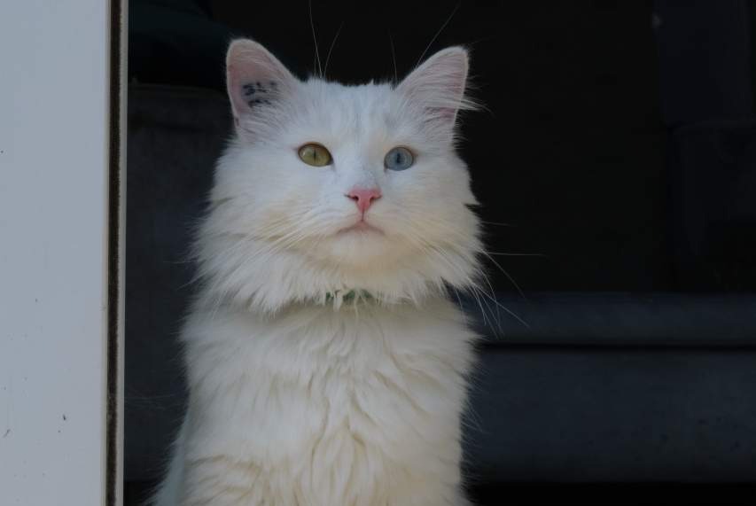Alerta desaparecimento Gato cruzamento Macho , 1 anos Conflans-Sainte-Honorine France Alerta desaparecimento Gato cruzamento Macho , 1 anos Conflans-Sainte-Honorine France