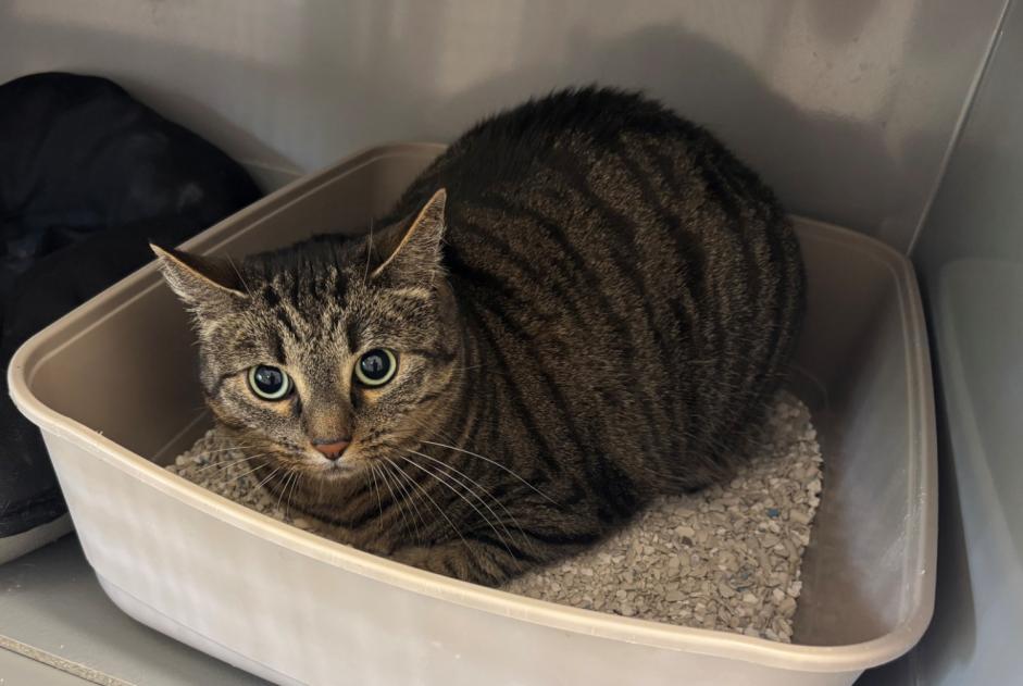 Alerta descoberta Gato  Fêmea , 4 anos Verneuil-sur-Seine France